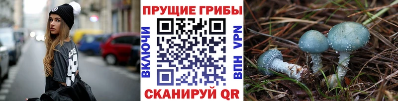 сколько стоит  OMG ТОР  Псилоцибиновые грибы GOLDEN TEACHER  Каневская 